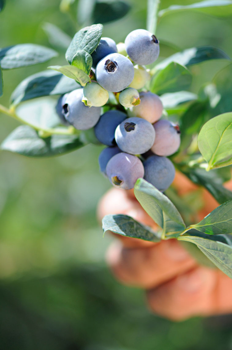 Close-up-of-a-hand-holding-a-cluster-of-freshly-picked-blueberries-on-a-blueberry-farm-by-los-angeles-farm-photographer