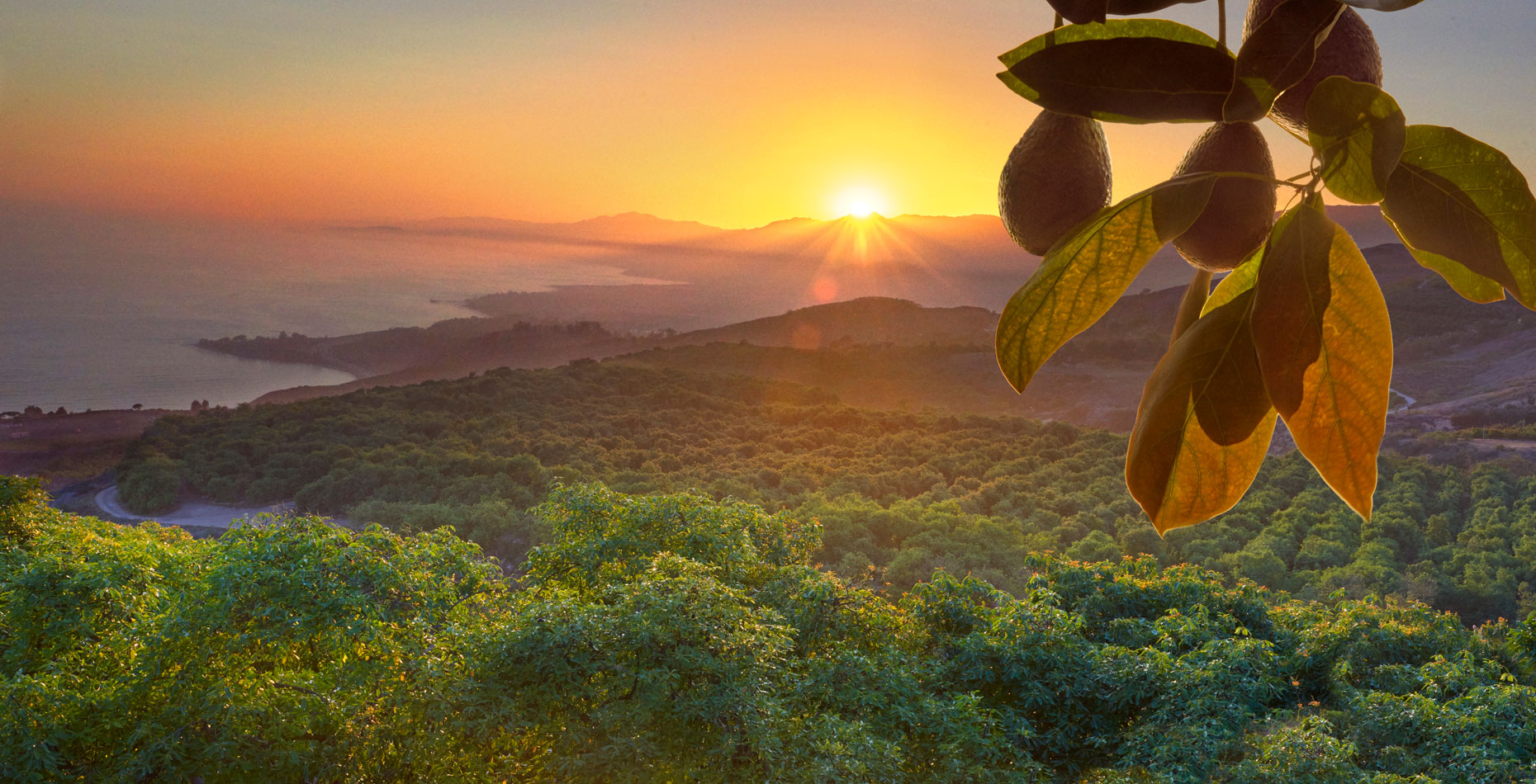 Avocado-orchard-at-sunset-on-the-central-California-coast-with-avocados-hanging-on-branch-in-foreground-pacific-coast-ocean in-background-by-Los-Angeles-farm-photographer-Joe-Atlas..