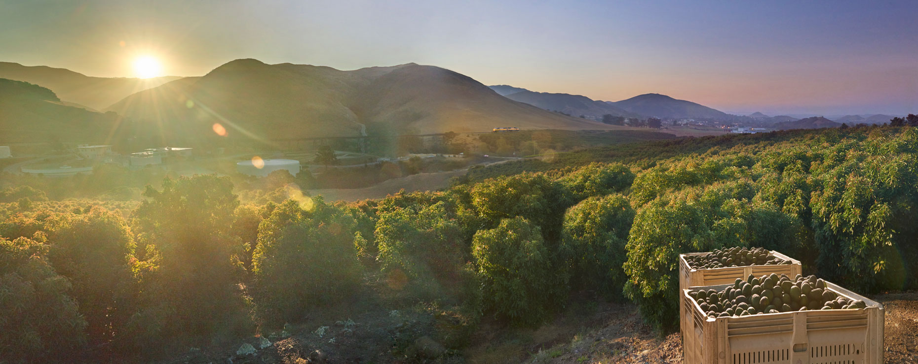 Avocado-orchard-with-picked-avocados-in-bins-at-sunrise-central-coast-of-California-by-Los-Angeles-farmland-photographer-Joe-Atlas.