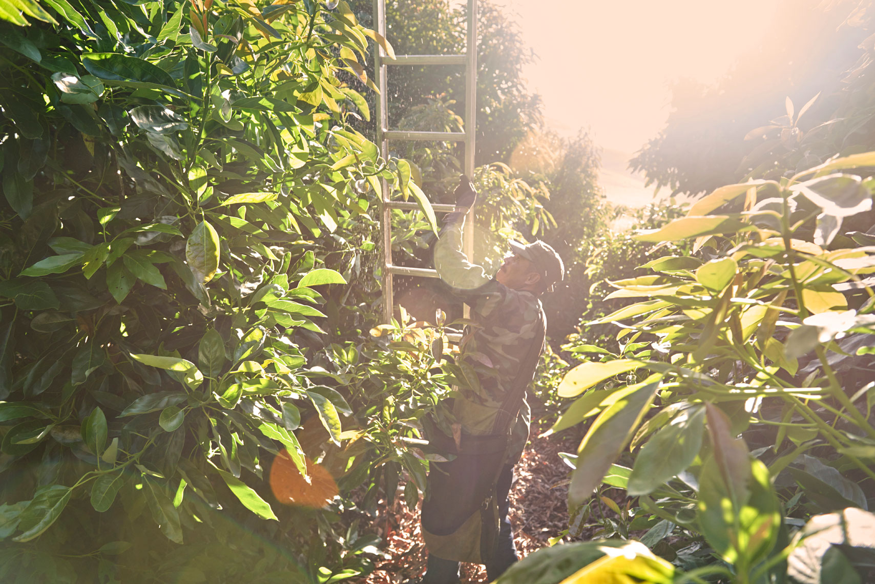 Avocado-picker-placing-a-ladder-in-a-avocado-tree-by-Los-Angeles-farm-photographer-Joe-Atlas.