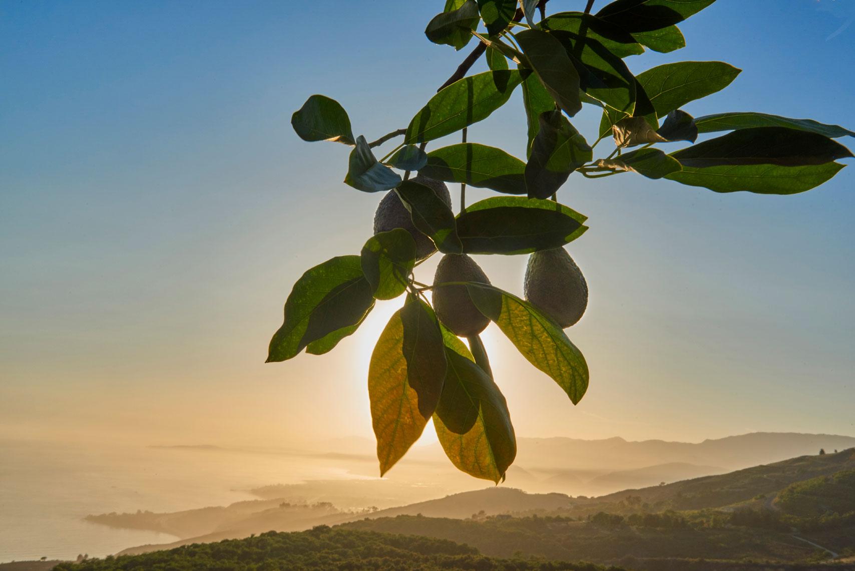 Avocados-on-branch-with-orchard-in-background-on-southern-california-coast-by-Los-Angeles-farm-photographer-Joe-Atlas.