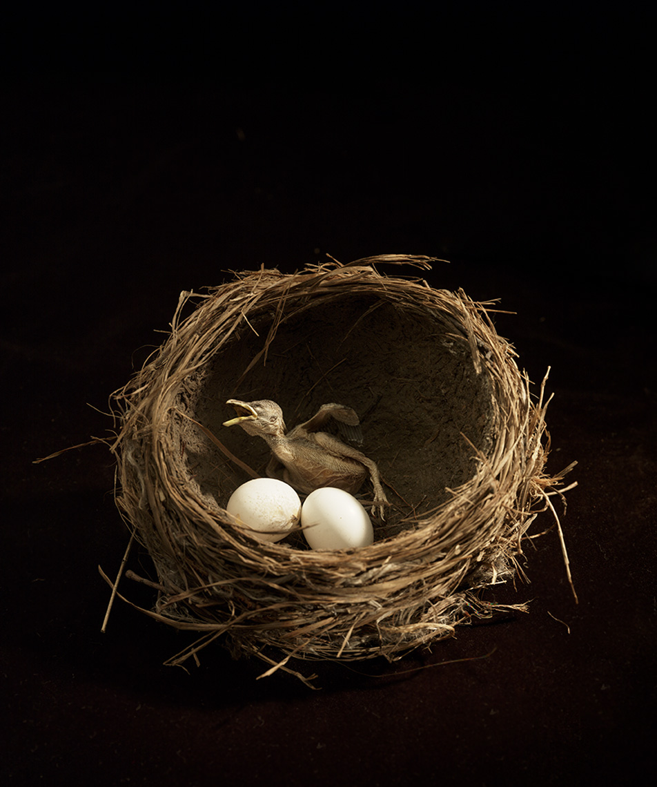 Bird-Nest with baby bird and two eggs  from the Edna Lawrence Nature Lab Rhode Island School of Design by nature photographer Joe Atlas