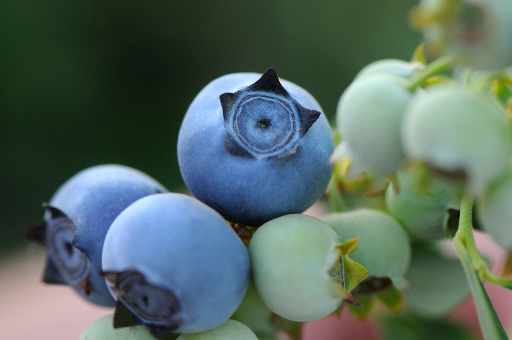 Blueberries-and-green-fruit-on-bushes-at-sunrise-in-Delano-California-by-farming-photographer-Joe-Atlas..