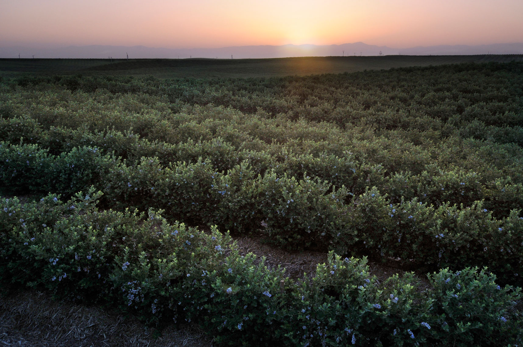 Blueberry-bush-fields-at-sunset-by-California-landscape-photographer ...