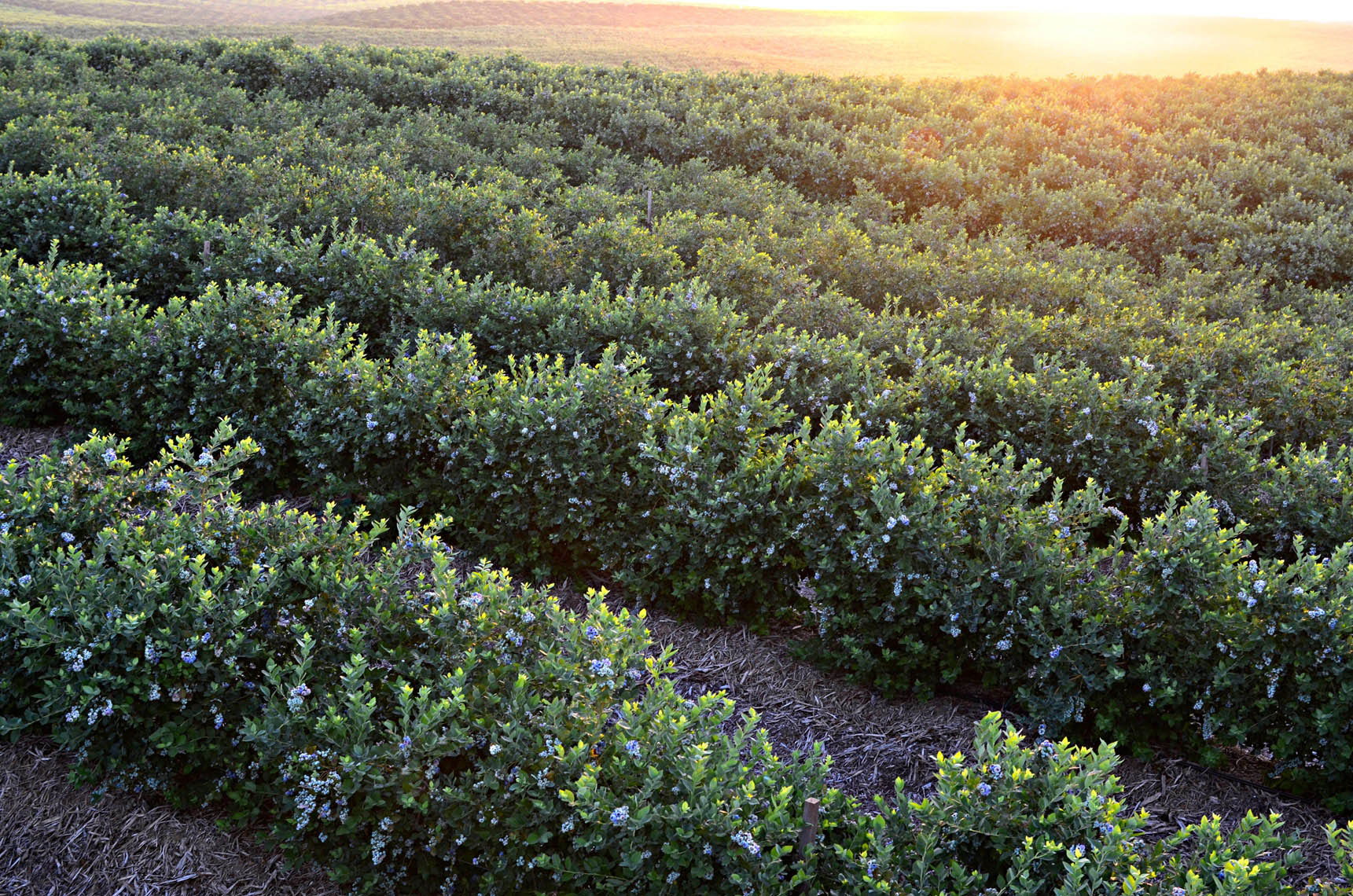 Blueberry-farm-at-sunrise-by-farming-photographer-Joe-Atlas.