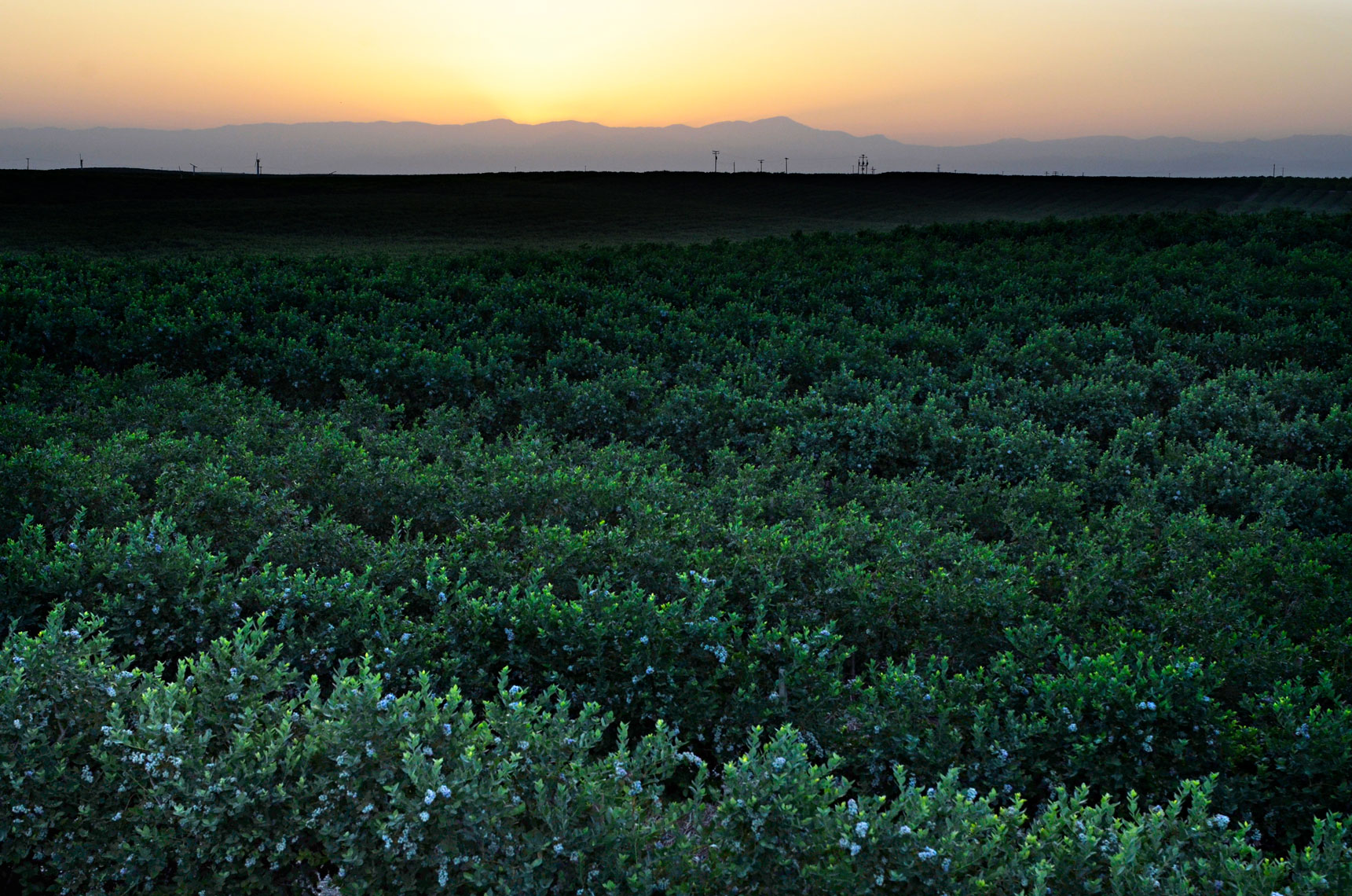 Blueberry-farm-at-sunset-in-Blueberry-farm-at-sunrise-by-farming-photographer-Joe-Atlas..