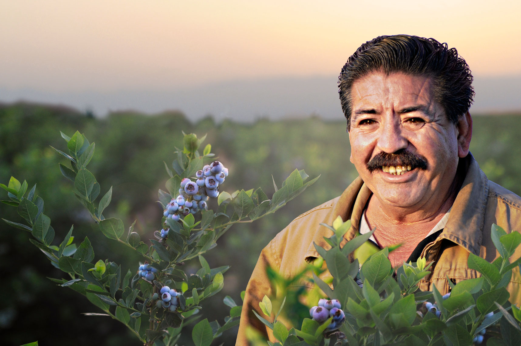 Blueberry-farmer-standing-in-a-blueberry-field-at-sunrise-in-Delano-California-by-farming-photographer-Joe-Atlas..