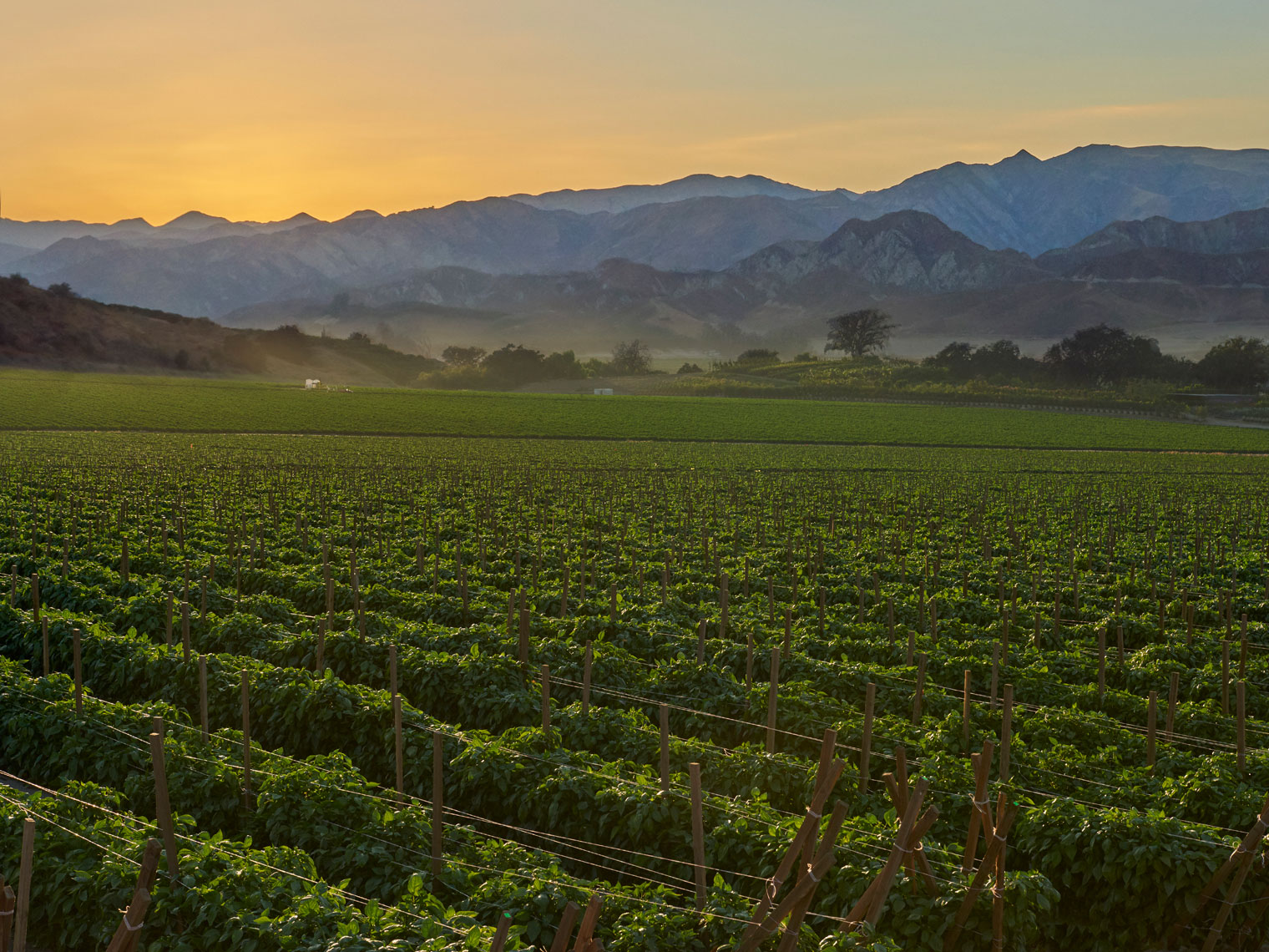 California-bell-pepper-farm-at-sunset-by-farm-photographer-Joe-Atlas.