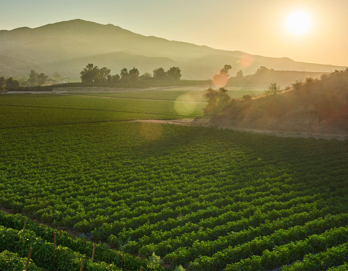California-sunrise-on-bell-pepper-farm-by-farm-photographer-Joe-Atlas.
