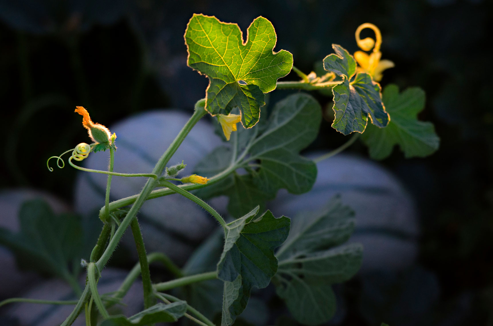 Charentais-French-Melon-in-the-field-at-sunset-wirh-melon-flower-by-produce-photographer-Joe-Atlas.