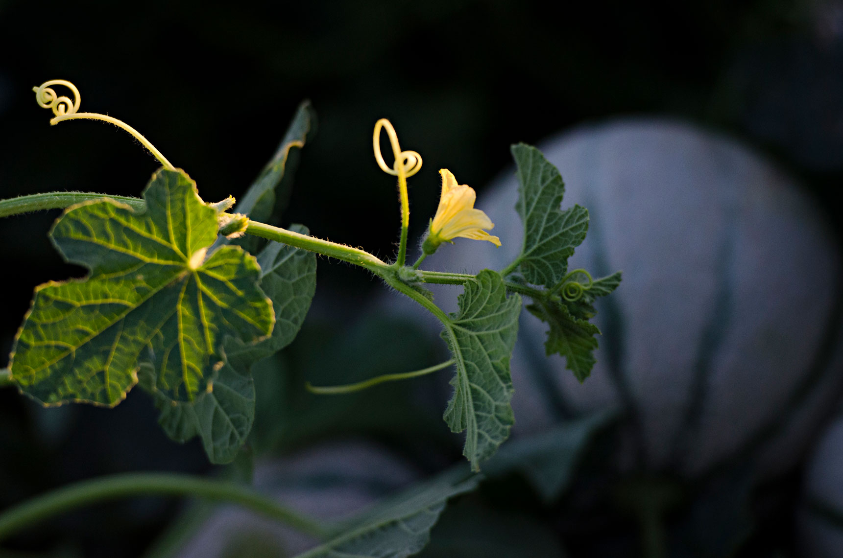 Charentais-French-Melon-in-the-field-at-sunset-wirh-melon-flowers-on-vine-by-produce-photographer-Joe-Atlas.