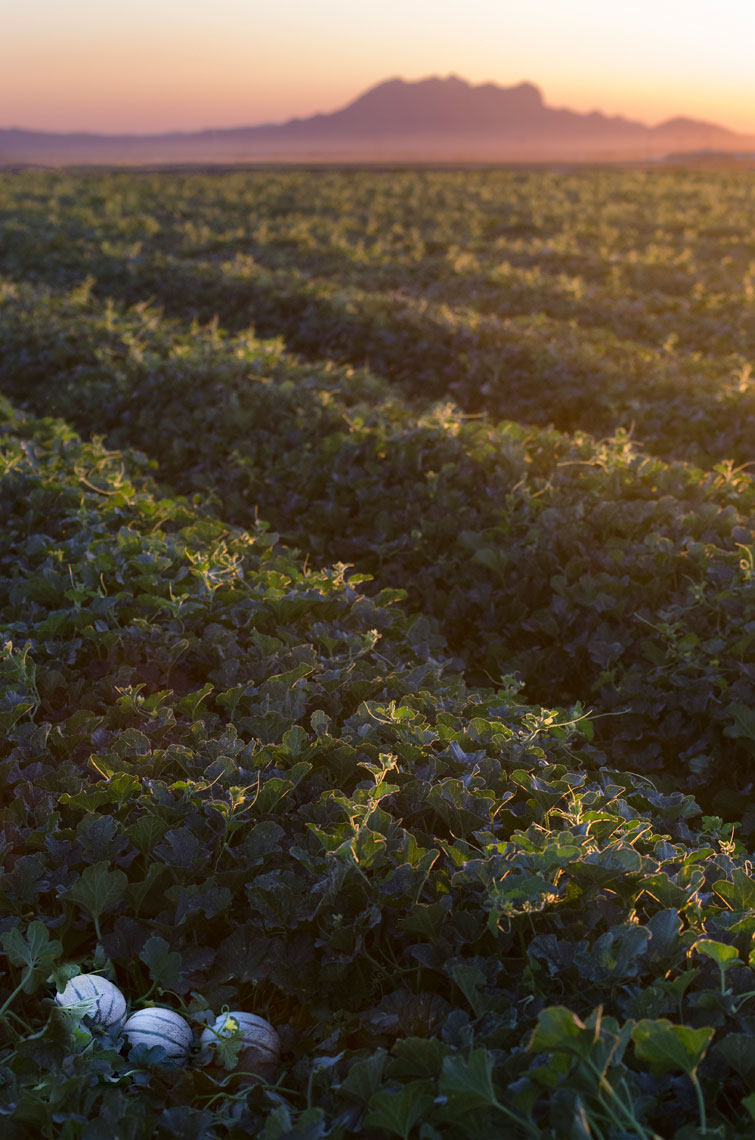 Charentais-French-Melon-in-the-field-at-sunset-by-produce-photographer-Joe-Atlas.