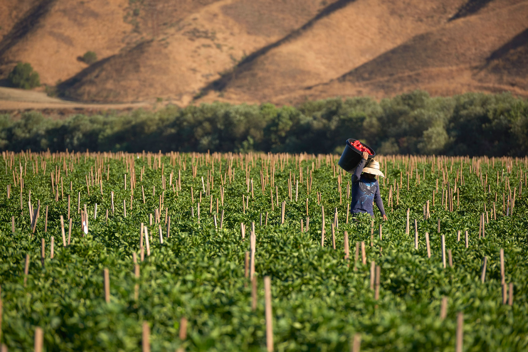 Farm-photographry-of-field-worker-carrying-bucket-of-freshly-picked-red-bell-peppers-on-the-farm