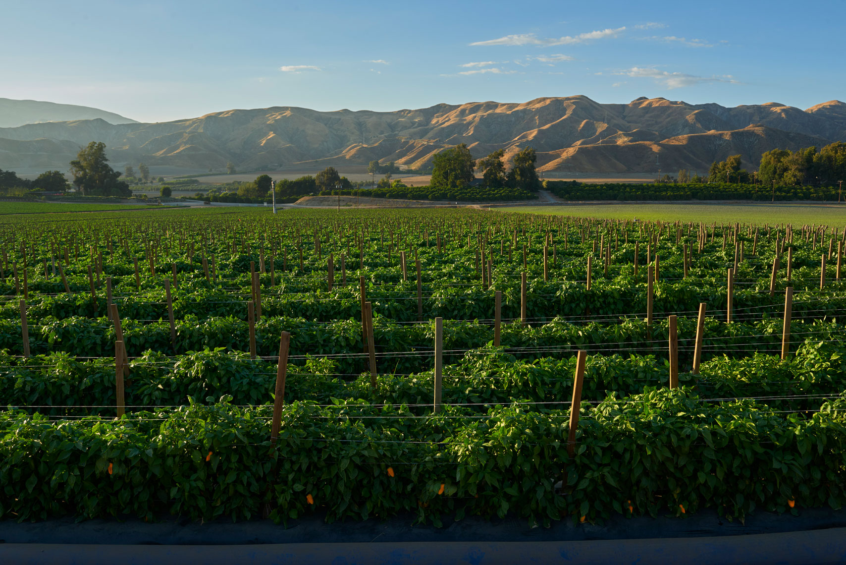 Farm-photography-of-mini-yellow-bell-peppers-on-the-farm