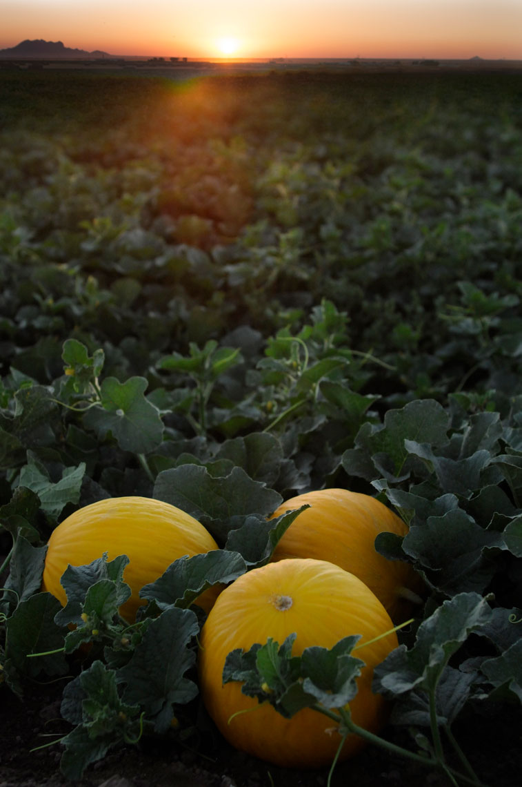 Agriculture-photography-of-Orange-Fonzy-mellons-in-field-at-sunset-