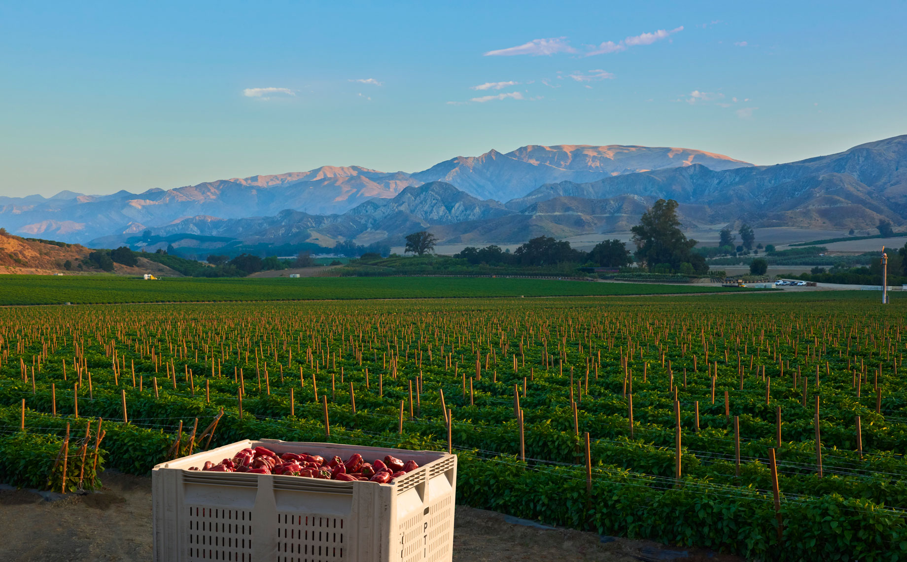 Agriculture-photography-of-Oxnard-California-bell-pepper-farm-with--harvested-red-bell-peppers-in-bins
