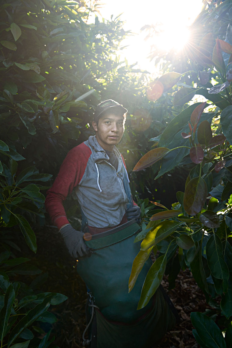 Portrait-photography-of-avocado-picker-holding-bag-of-freshly-picked-avocados