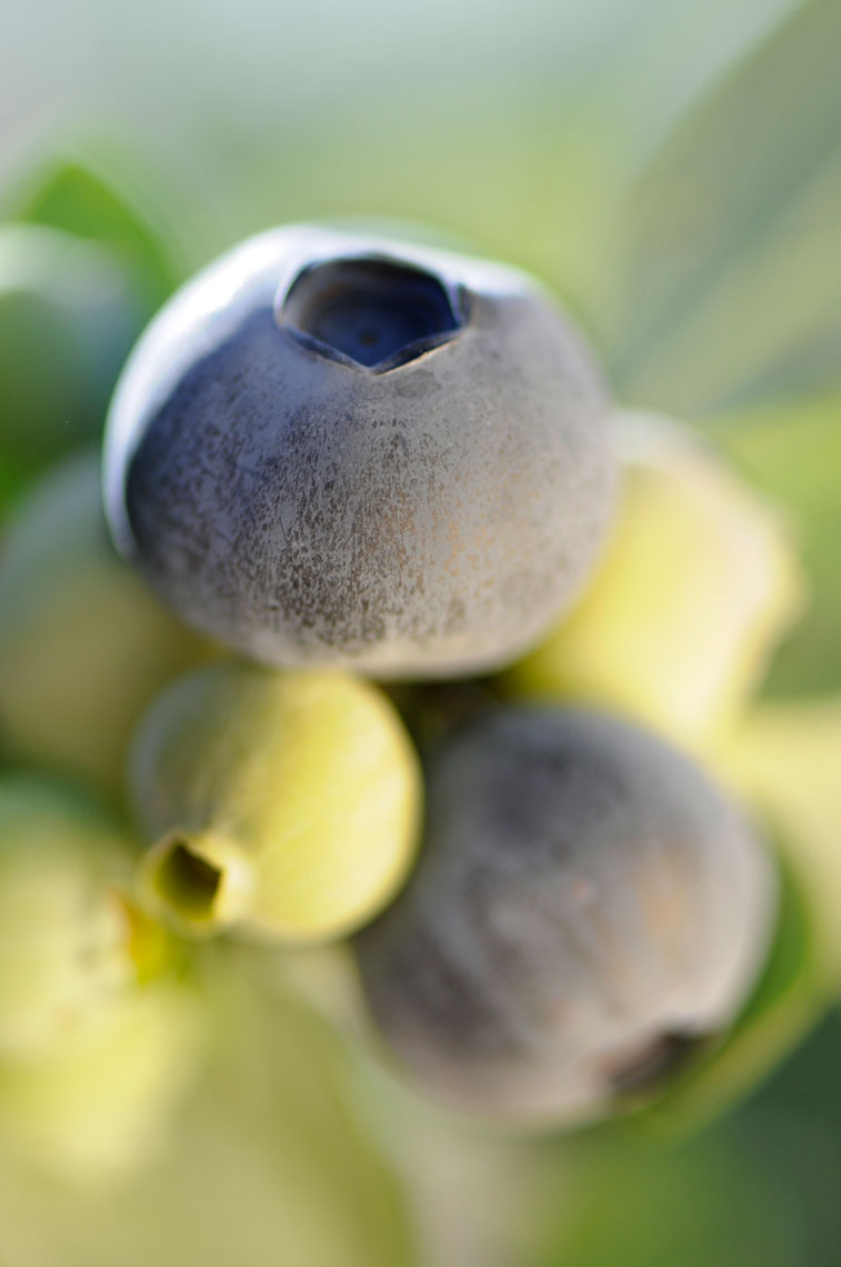 Soft-focus-close-up-of-blueberries-on-a-bush-in-the-field-farm-photographer-Joe-Atlas.