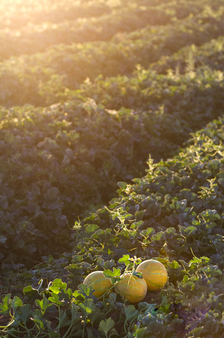 Agriculture-photography-Three-Yellow-European-Melons-in-the-field-at-sunset