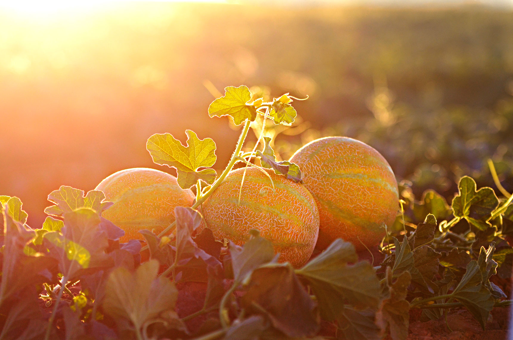 Agriculture-photography-of-yellow-European-Melons-in-the-farm-field-at-sunset.