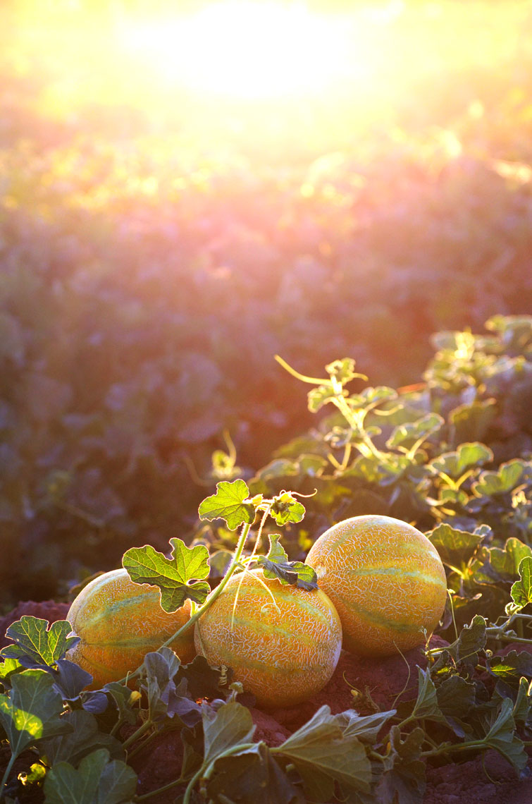 Agriculture-photography-Yellow-European-Melon-in-the-field-at-sunset-with-field