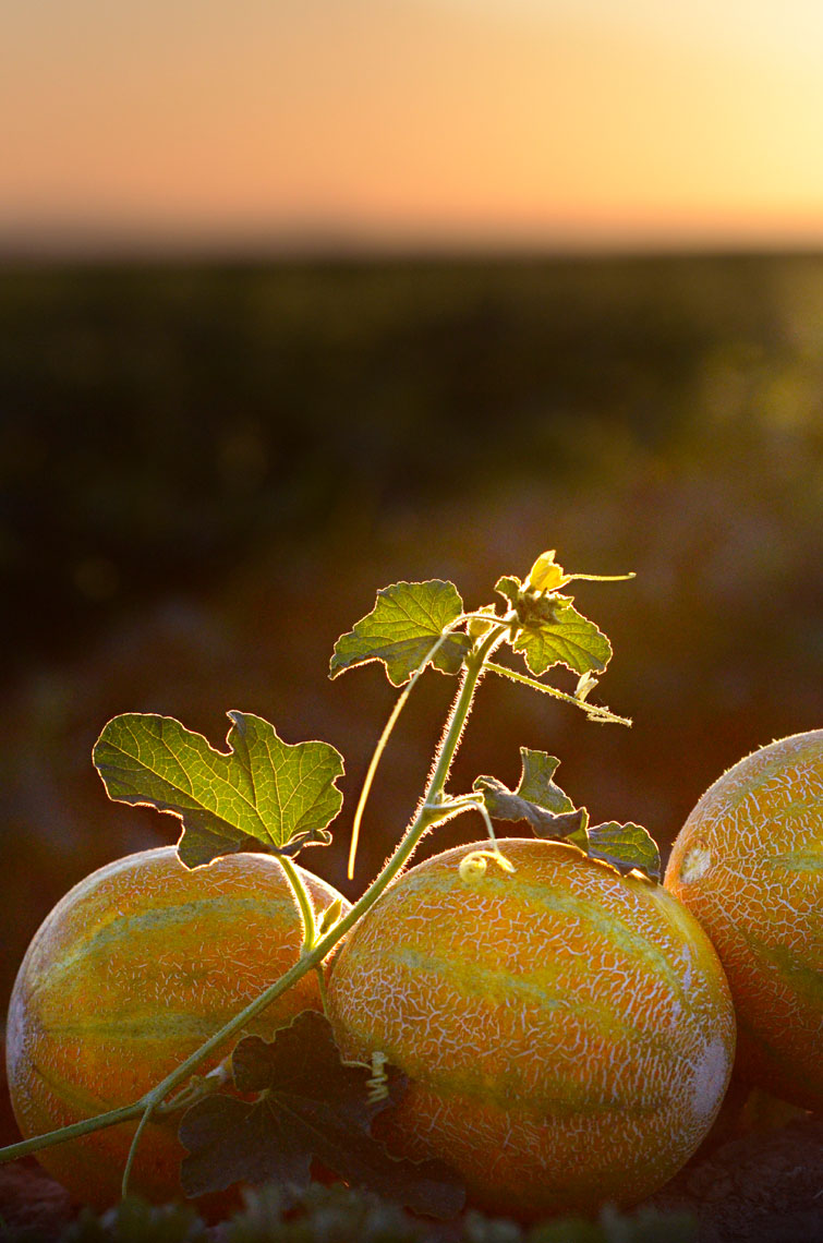 Agriculture-photography-Yellow-European-Melon-in-the-field-at-sunset