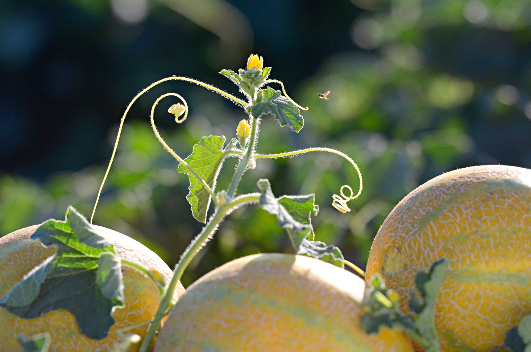 Agriculture-photography-of-Yellow-European-Melon-on-vine-with-flowers-in-the-field-at-sunset-